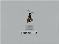 藏品(膜翅目(蜂))的圖片